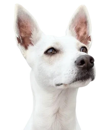 Haustier Gutscheine & Rabattcodes - Flicky, der Hund von Promo Codes for Pets