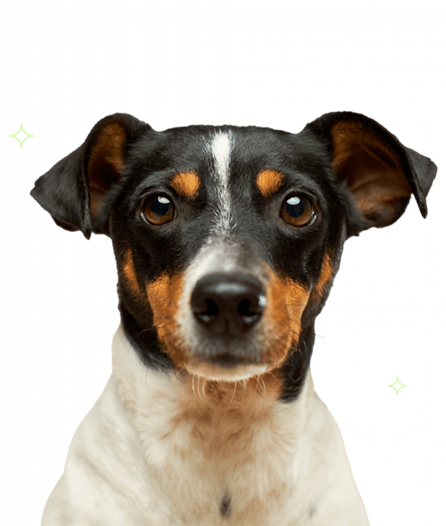 Alle Haustier Gutscheine & Rabattcodes