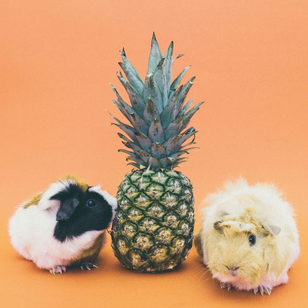 Alle Haustier Gutscheine & Rabattcodes