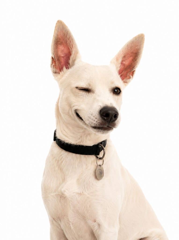 Hund Flicky zwinkernd | Promo Codes for Pets