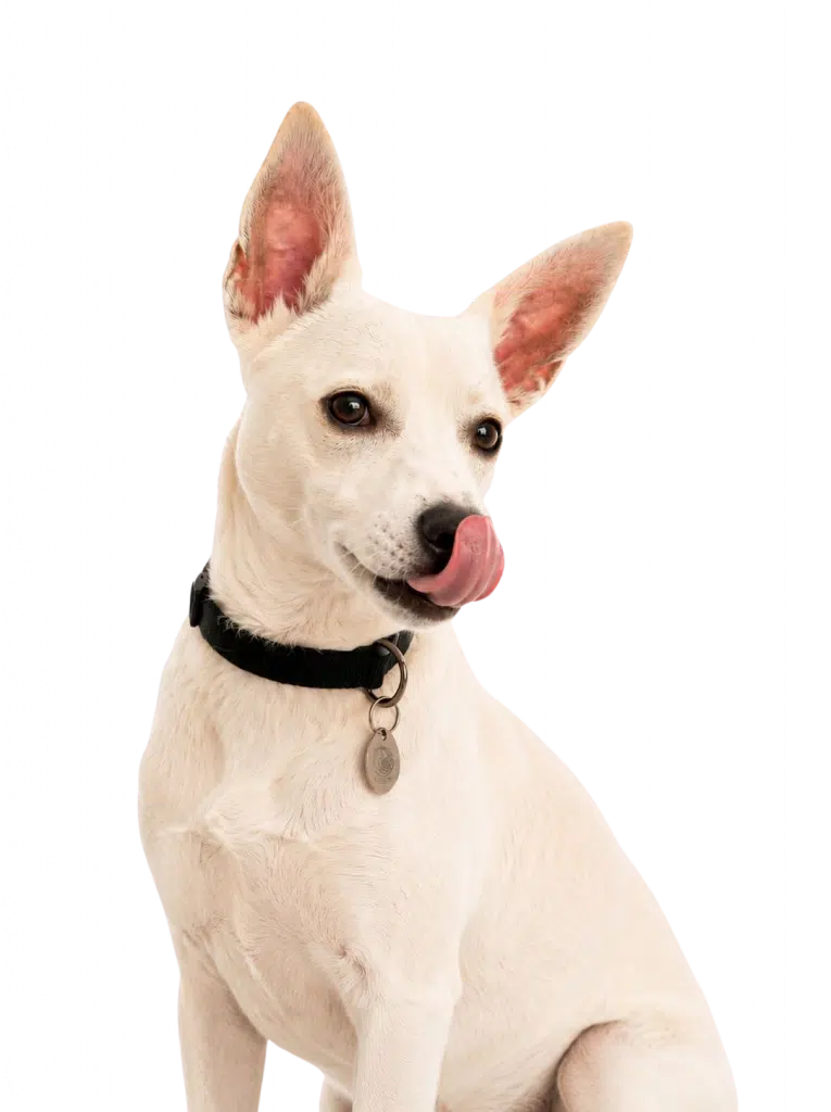 Flicky | Promo Codes for Pets