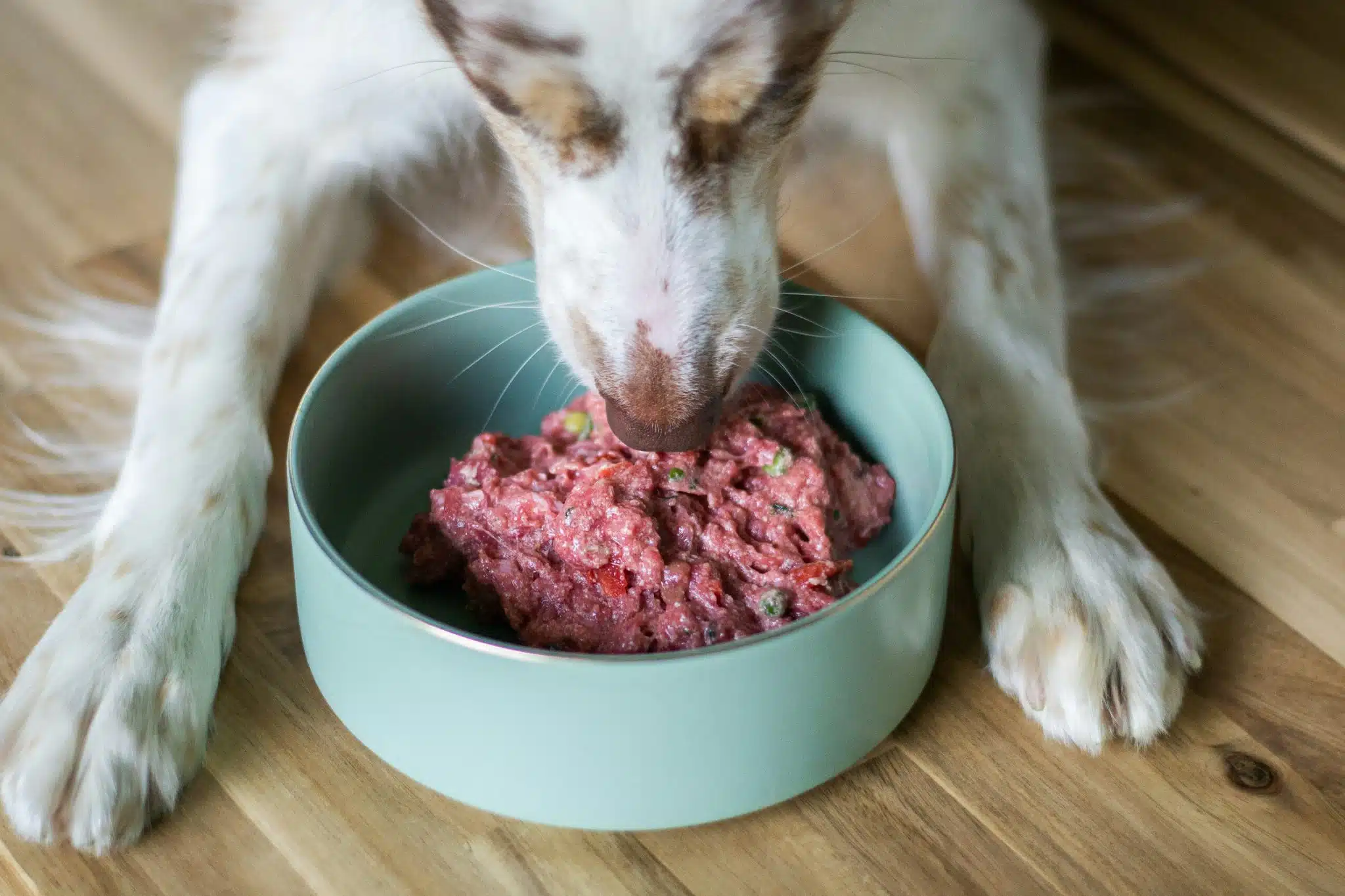 Dog eating | Promo Codes for Pets