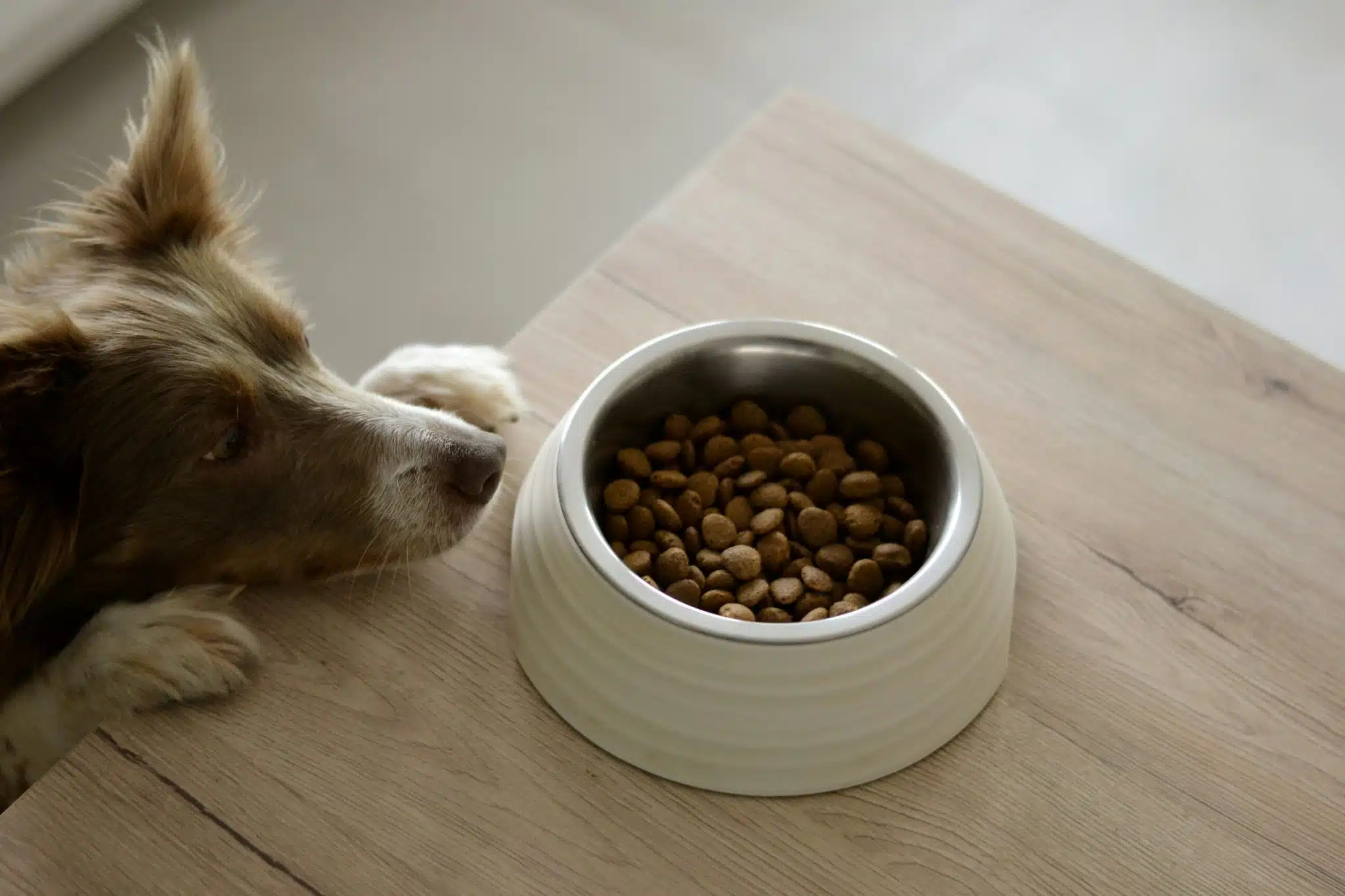 Dog eating | Promo Codes for Pets