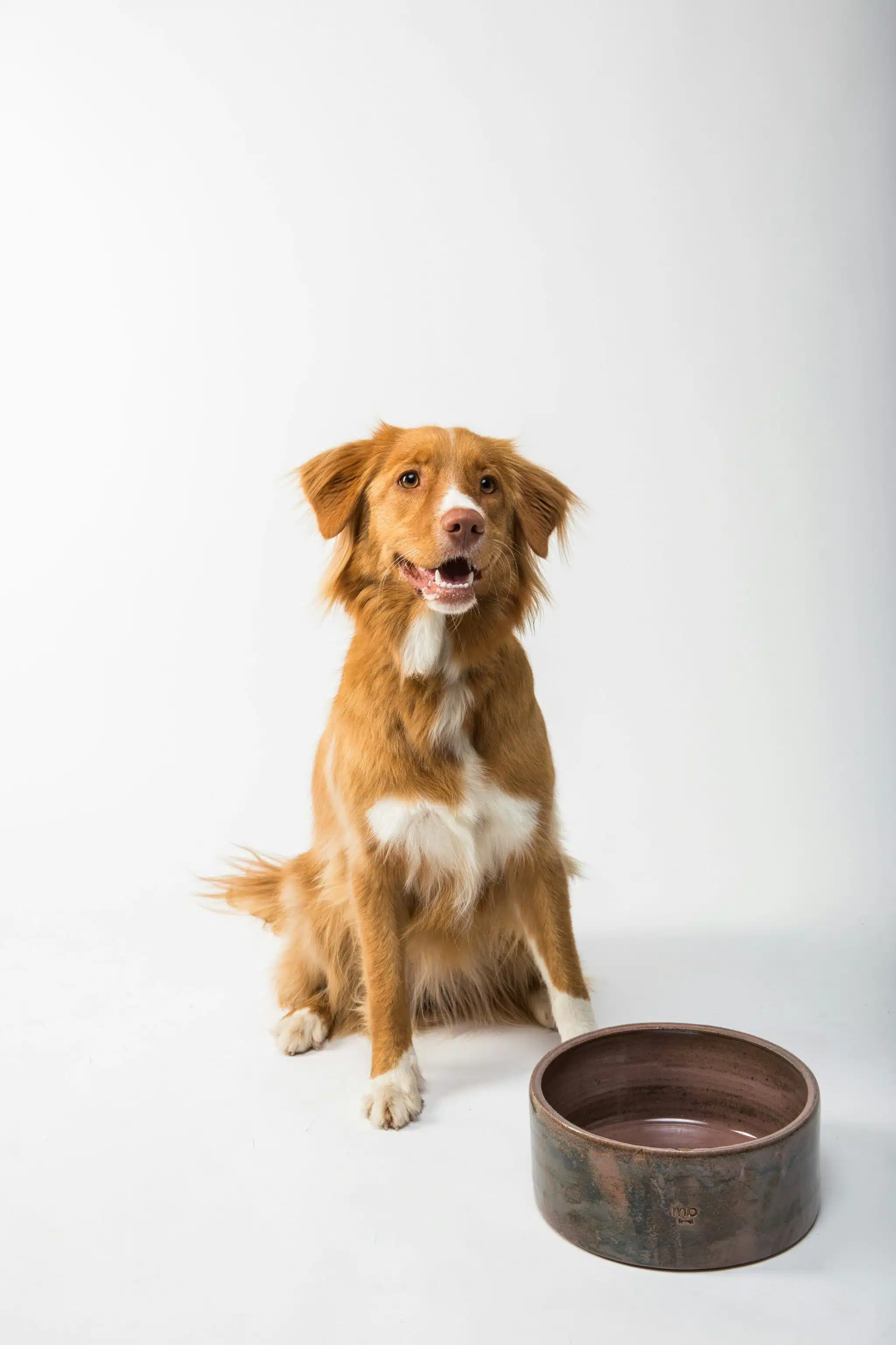 Dog eating | Promo Codes for Pets