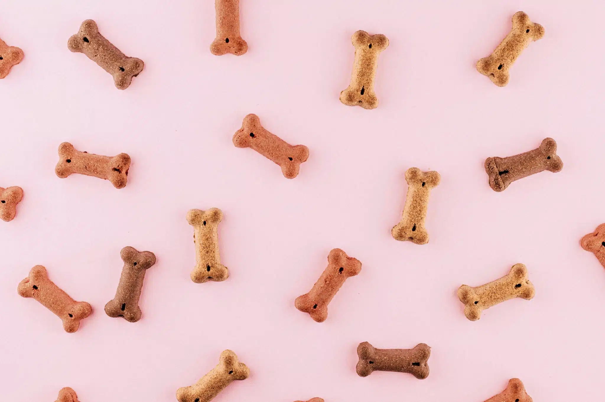 Dog eating | Promo Codes for Pets
