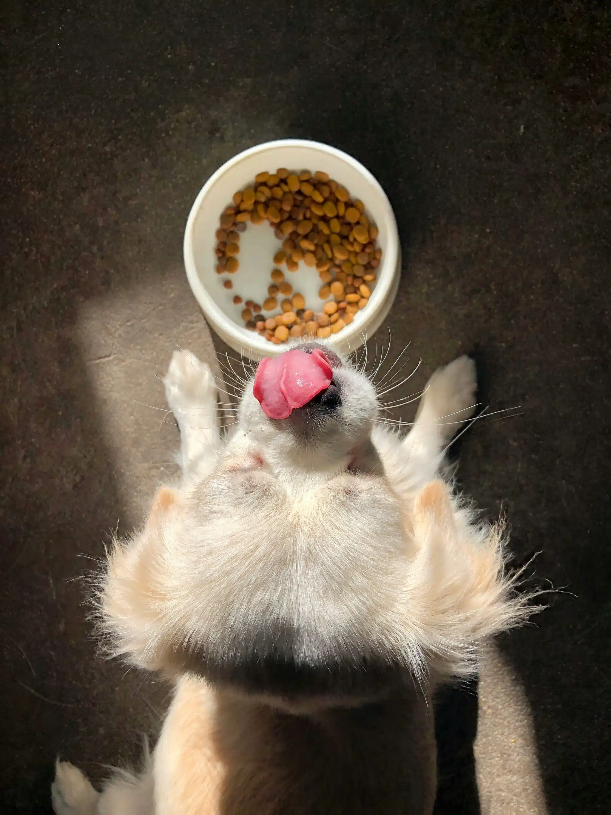 Dog eating | Promo Codes for Pets