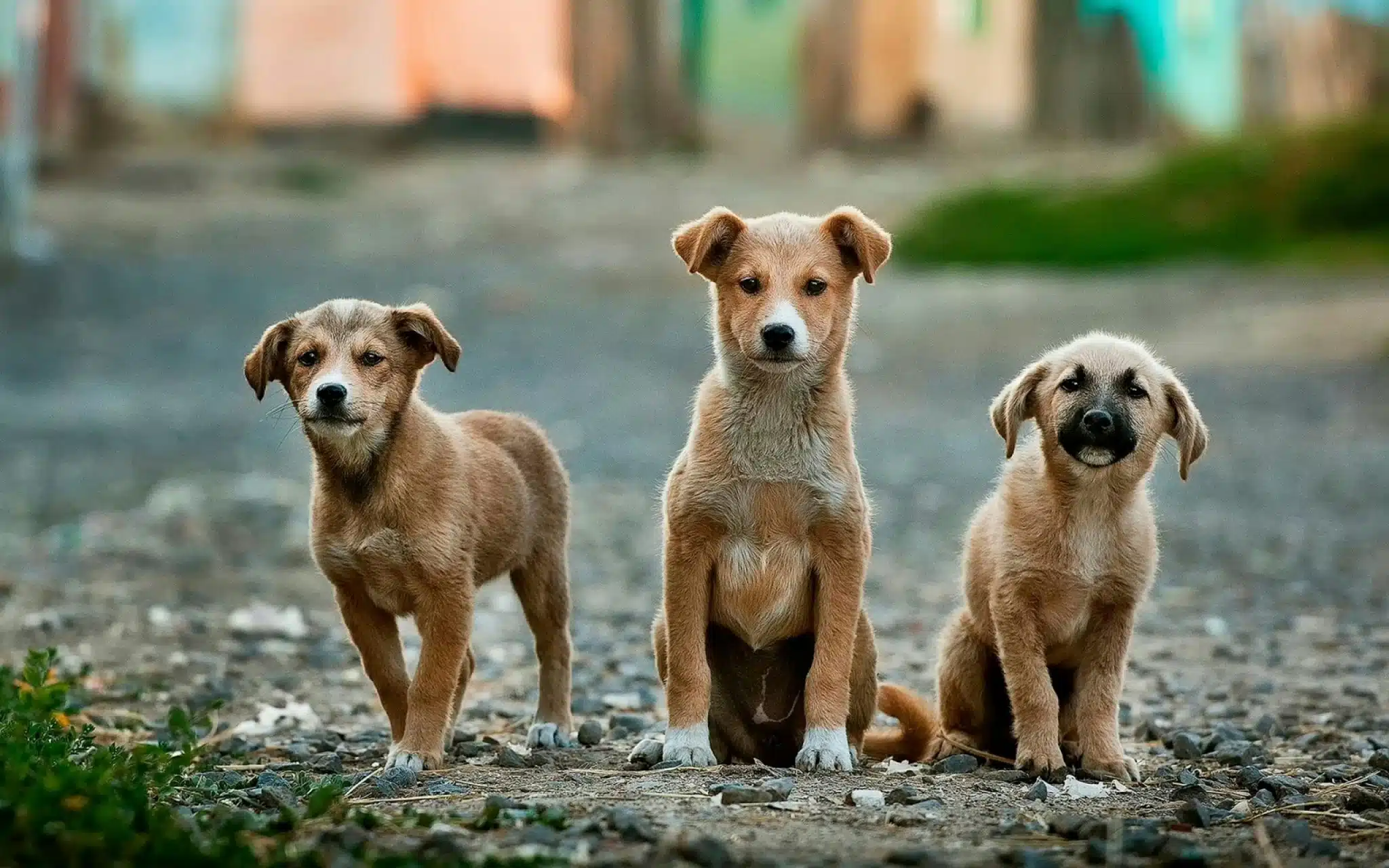 Straßenhunde | Promo Codes for Pets