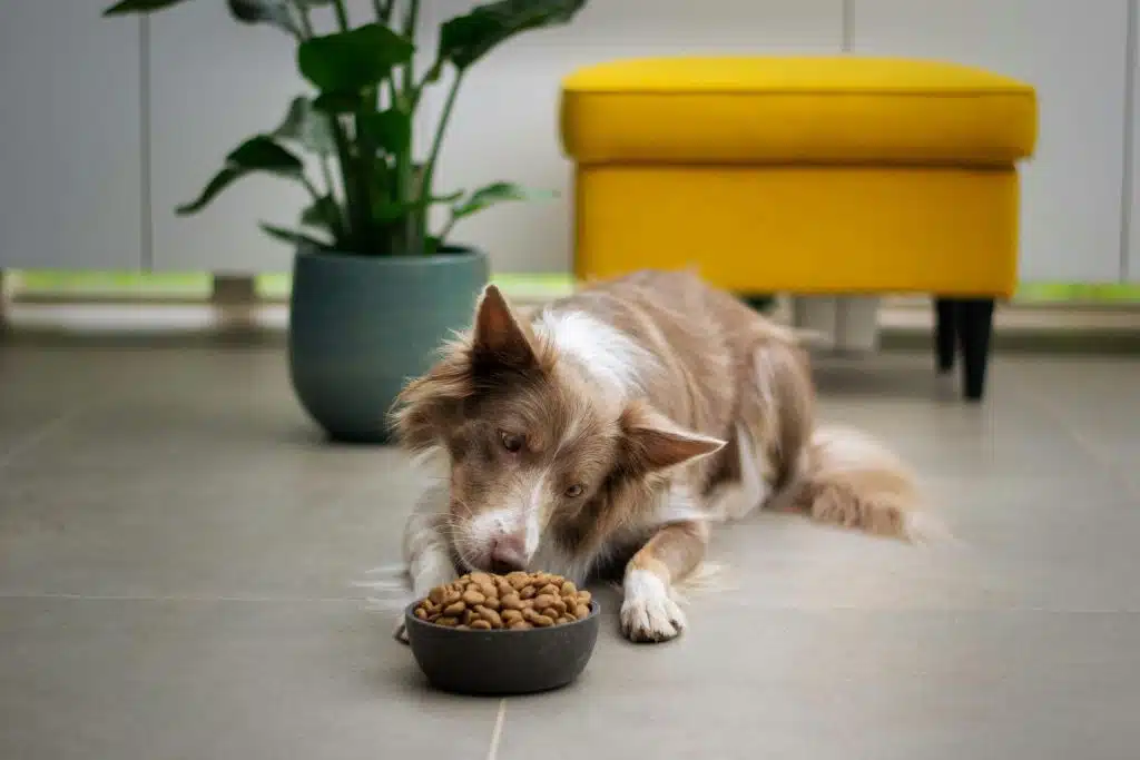 Tales and Tails im Test 2026: Monoprotein, Qualität & Verträglichkeit