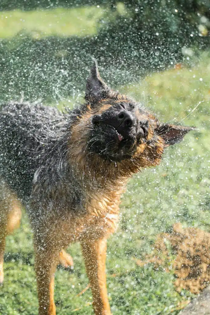 Hund Sommerhitze Abkühlung | Promo Codes for Pets