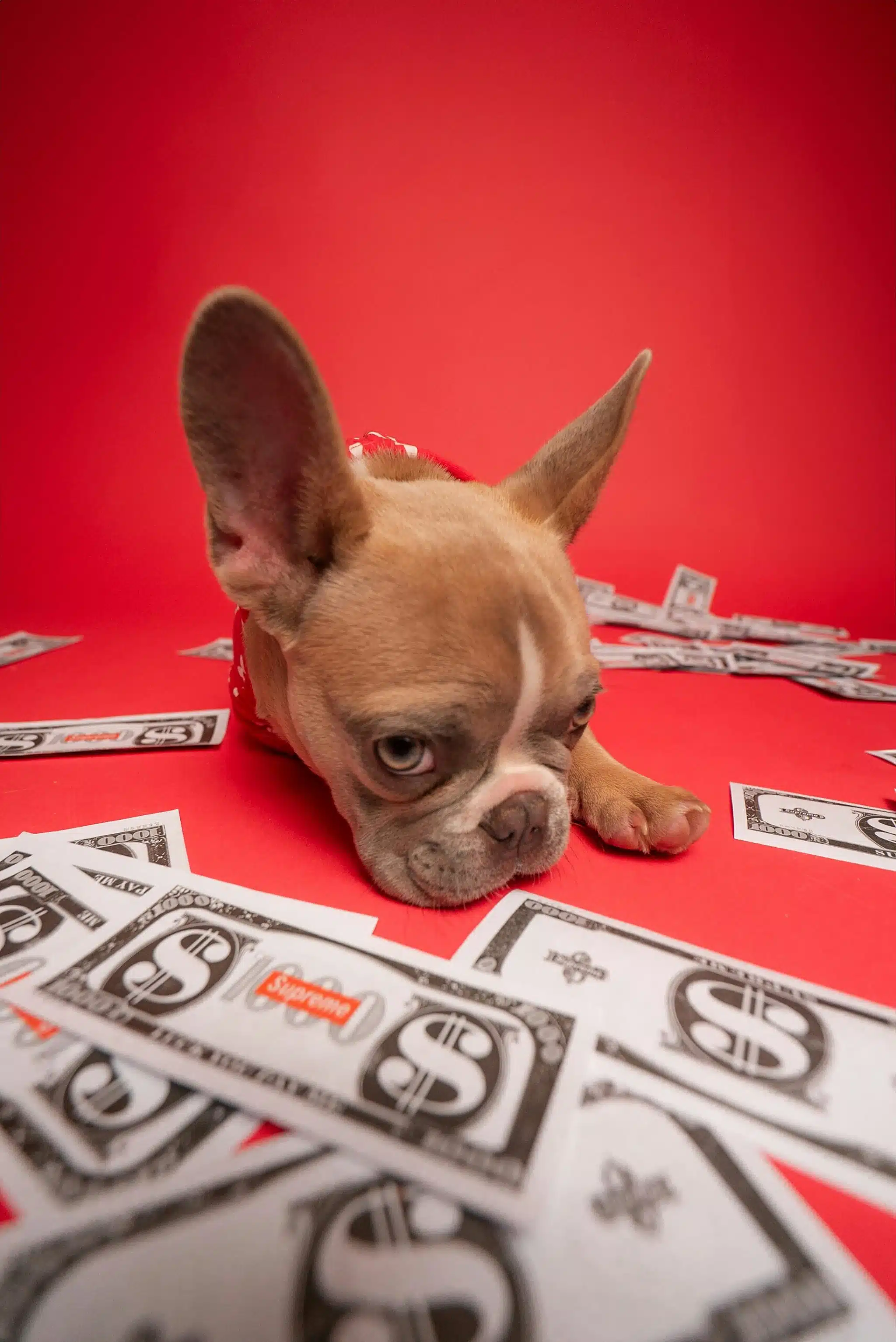 Was kostet ein Hund pro Monat? Promo Codes for Pets