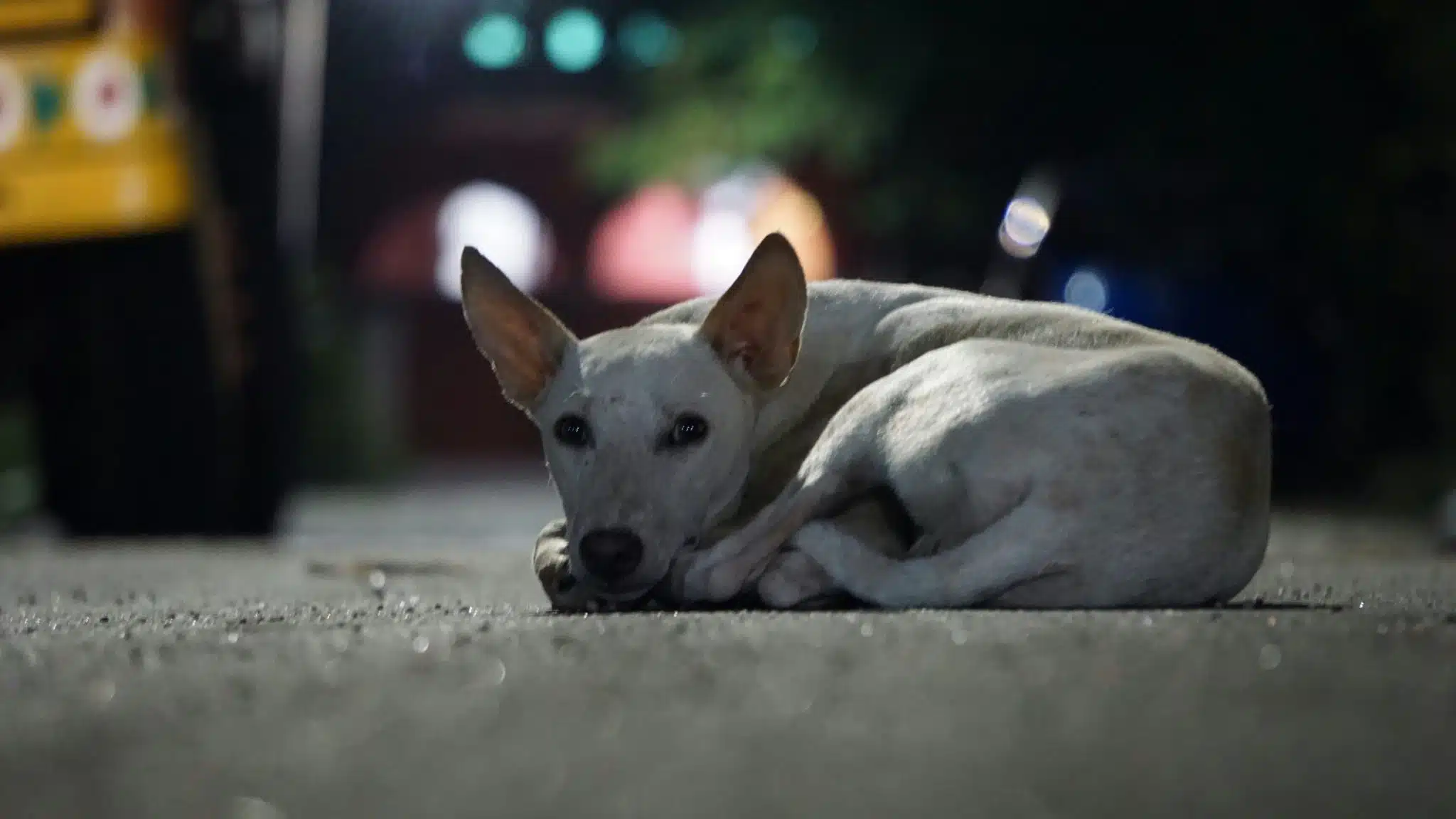 Straßenhund | Promo Codes for Pets