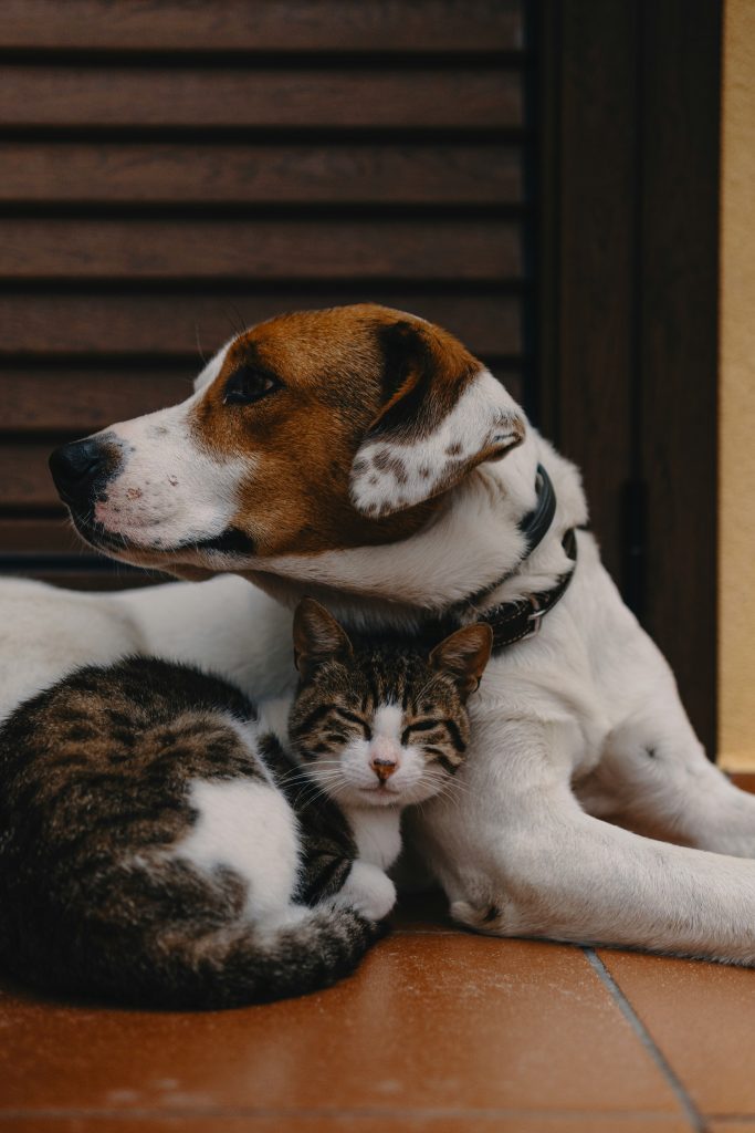 CheckForPet Test 2026: Futtercheck & Rabatt