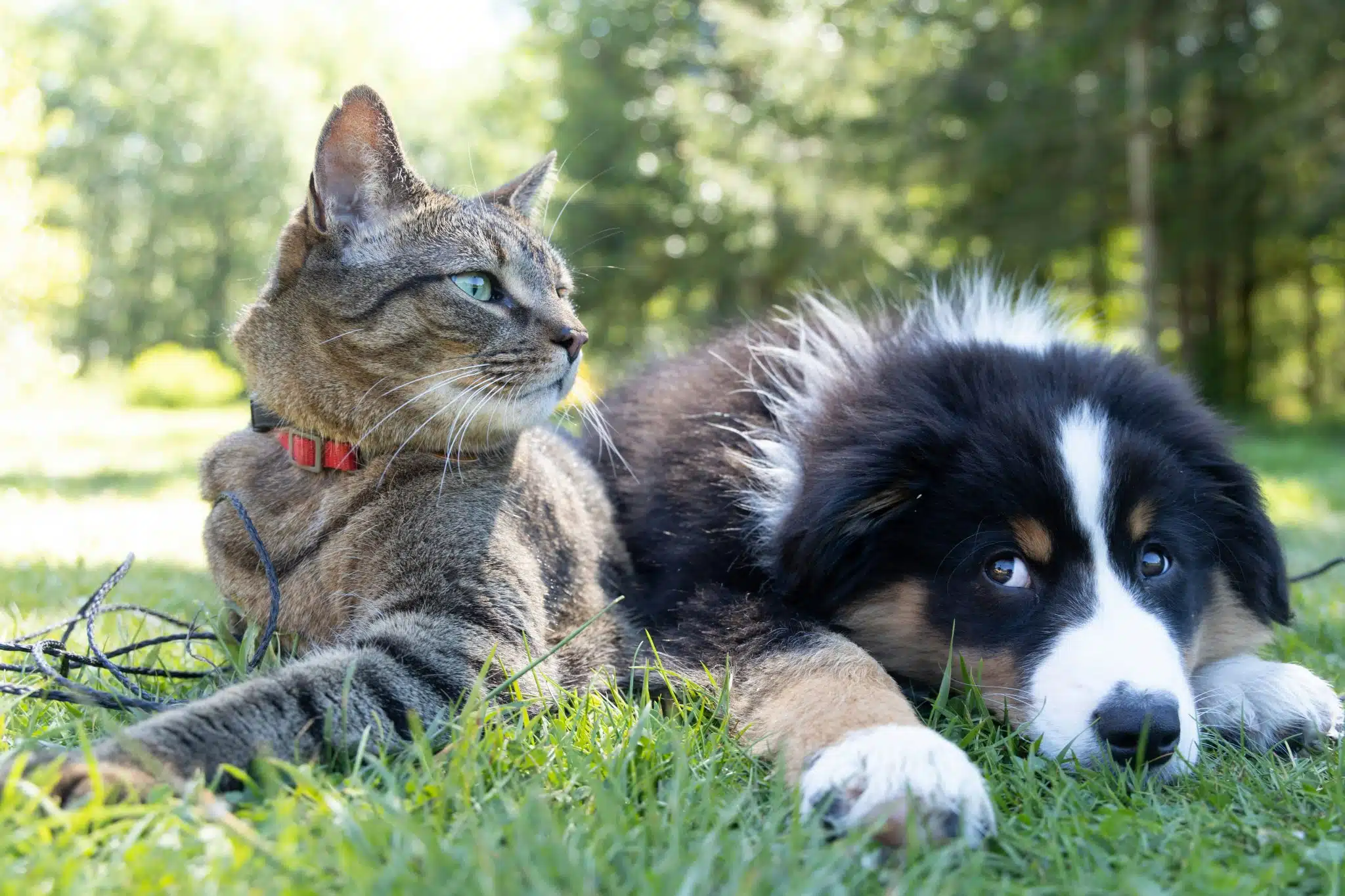 Hund und Katze | Promo Codes for Pets