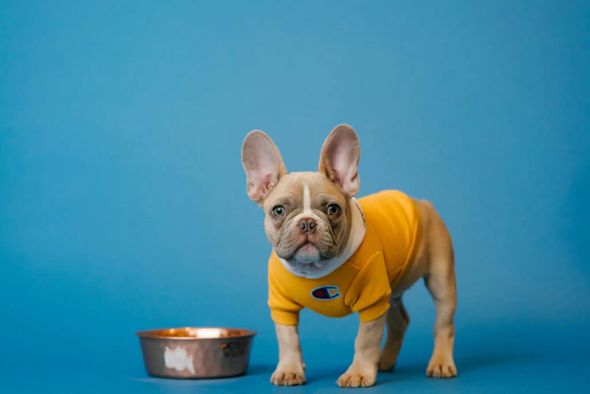 Escapure Test | Promo Codes for Pets