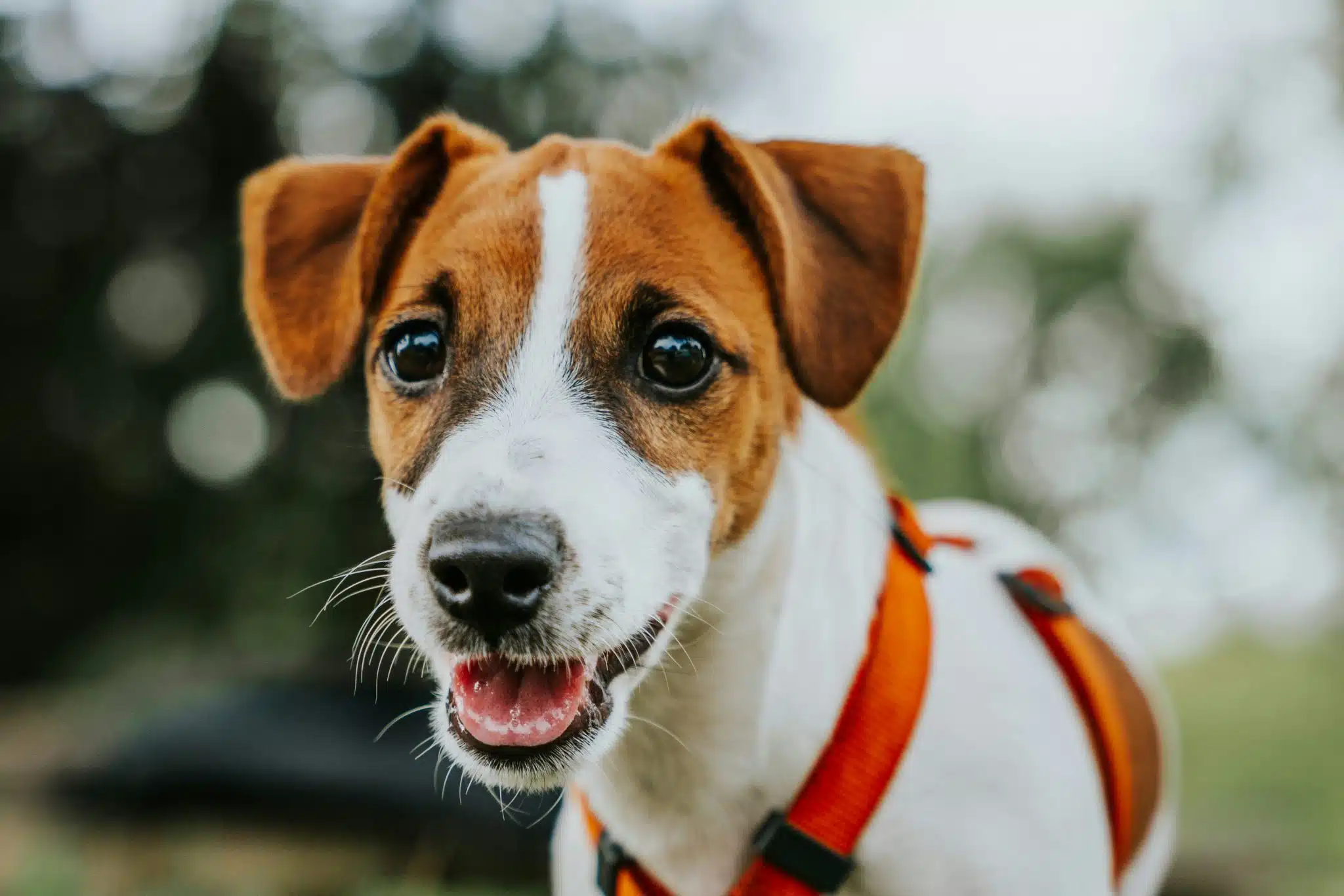 Just Russel Test | Promo Codes for Pets