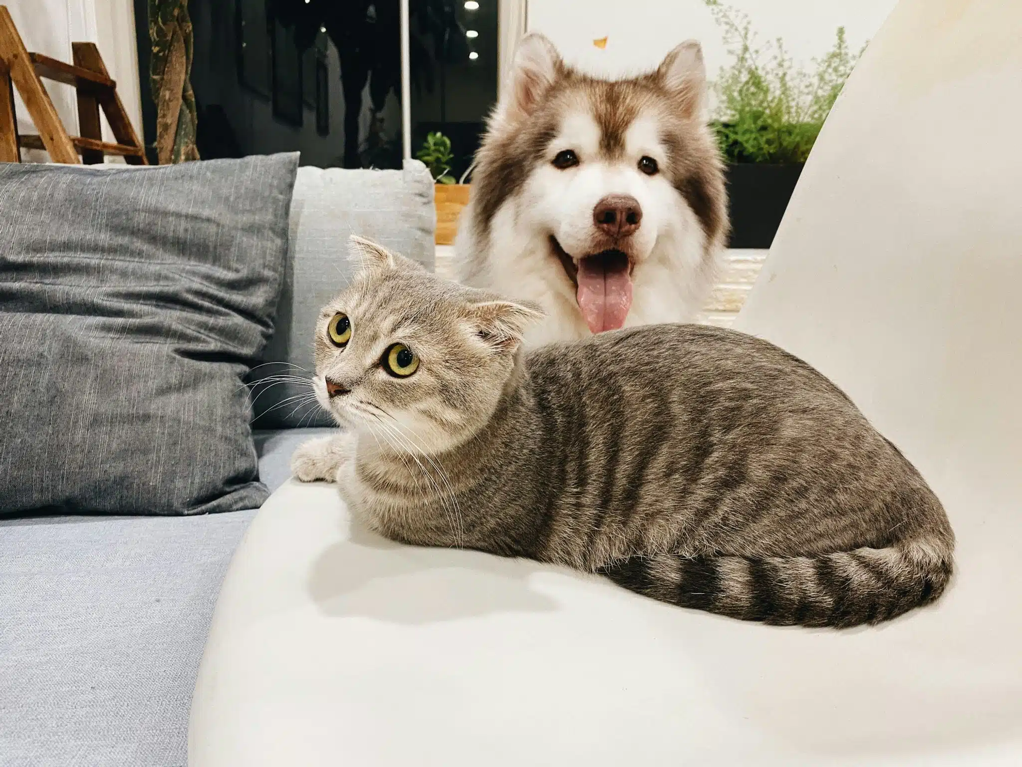 Katze und Hund | Promo Codes for Pets