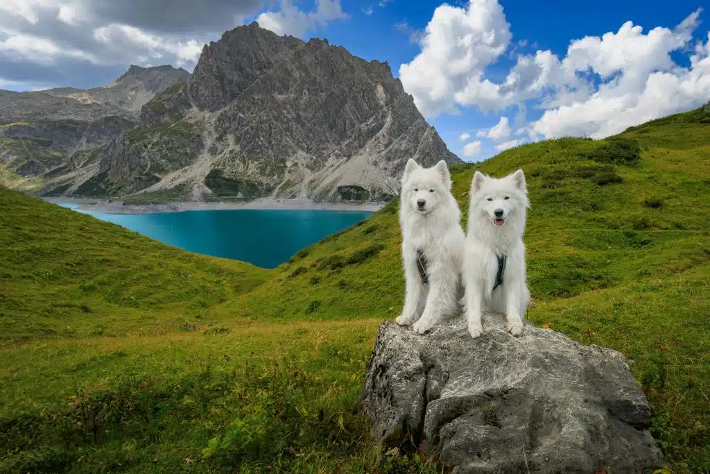 PERRO Review 2026: Pet Food from Austria for Dogs, Cats and Small Animals