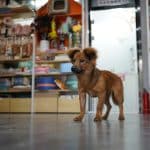 Purina Pro Plan Erfahrungen 2026: Sorten, Zutaten, Preise und Rabatt