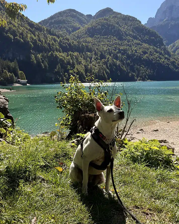 Flicky, a street dog from Bulgaria, sitting by a lake