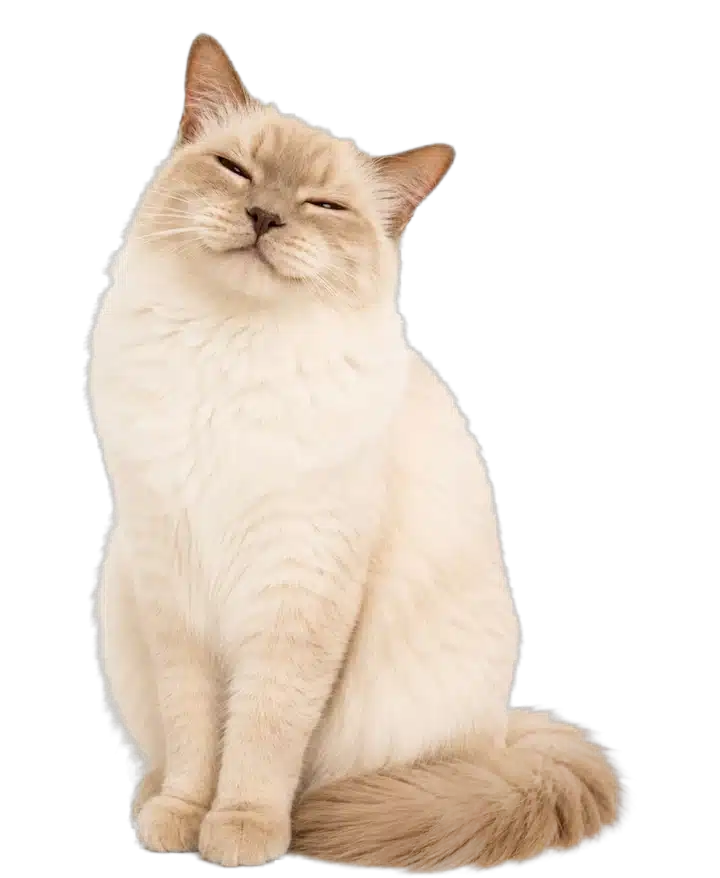 Cat blinking relaxed with closed eyes