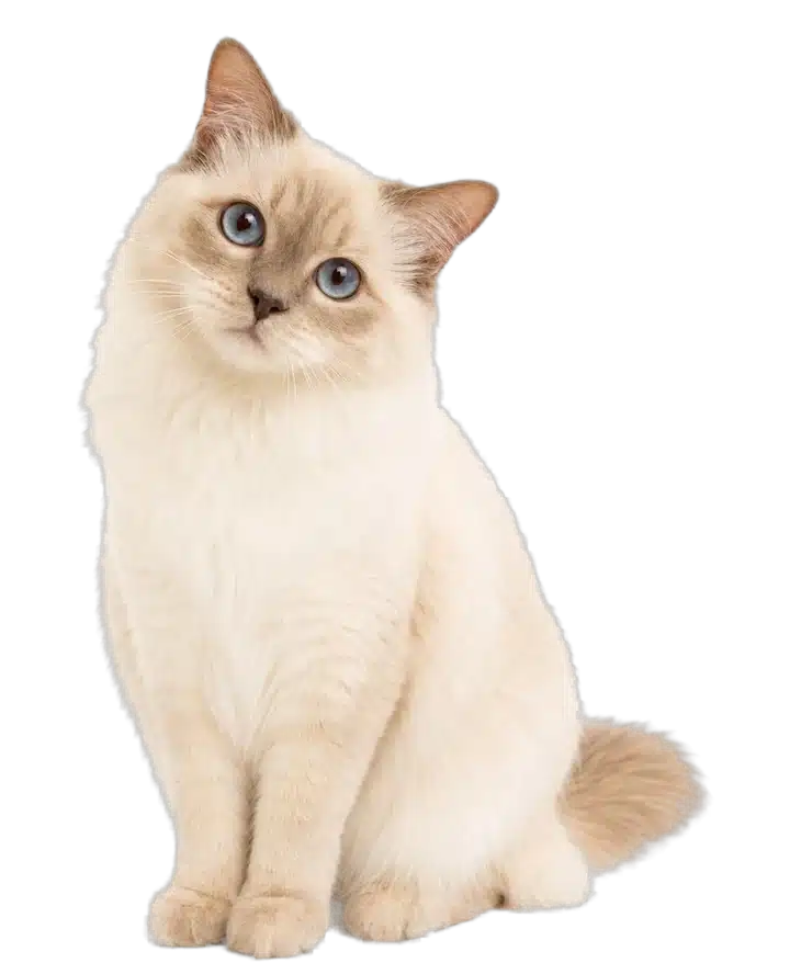 Katze legt neugierig den Kopf schief