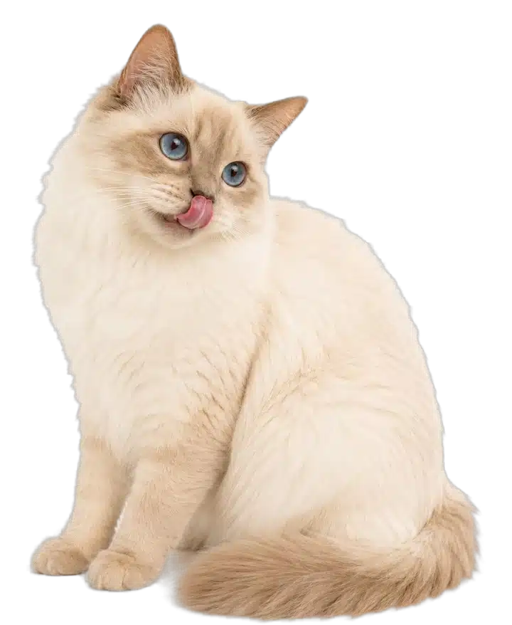 Katze leckt sich zufrieden das Maul