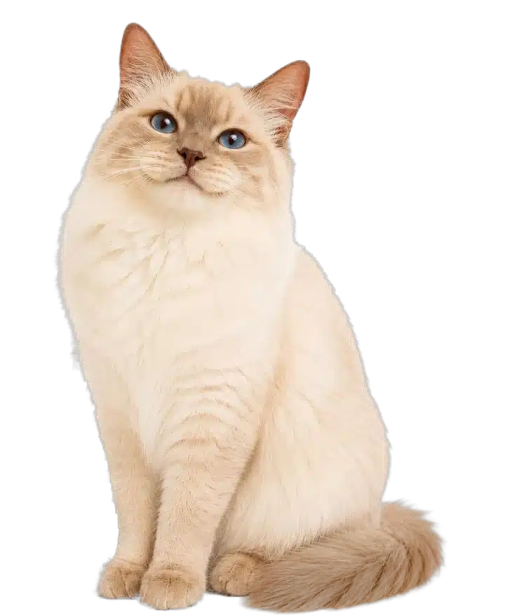 Katze sitzt aufmerksam