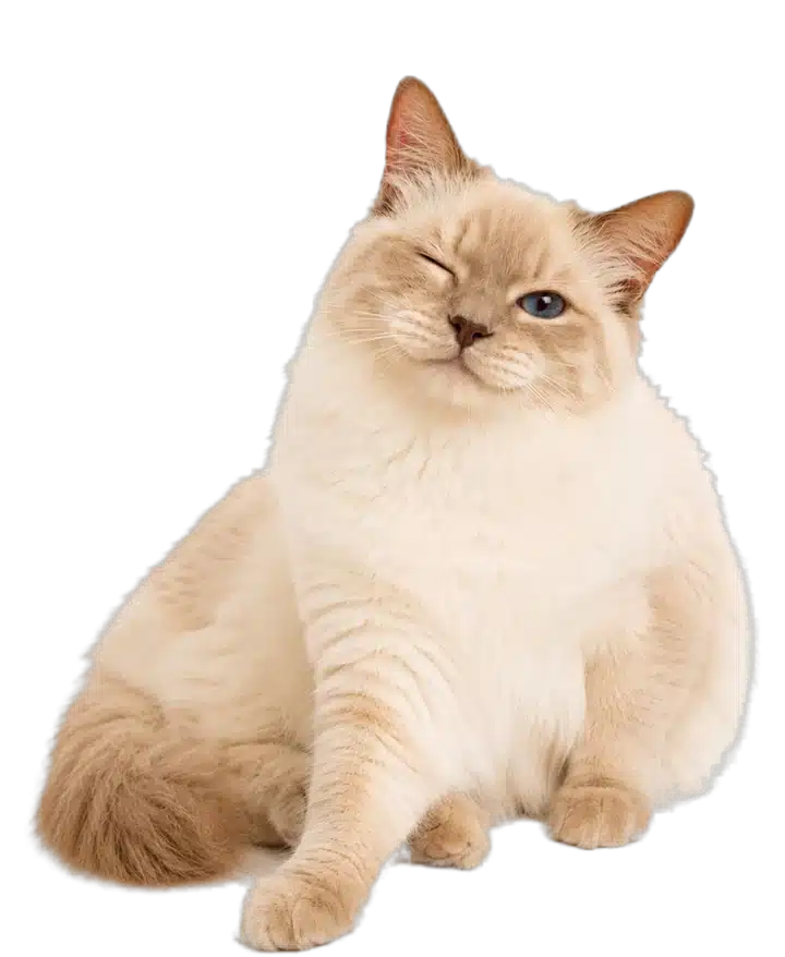 Katze zwinkert verschmitzt