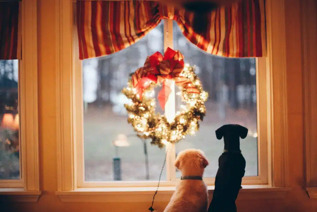 Hundekekse selber backen: 5 einfache Rezepte für die Adventszeit