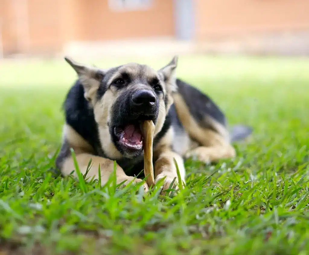 Junger Schäferhund kaut im Gras auf einem Kauartikel