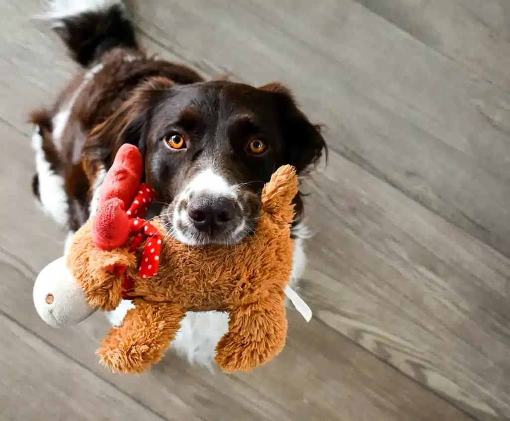Hund trägt ein Plüschspielzeug im Maul und schaut nach oben