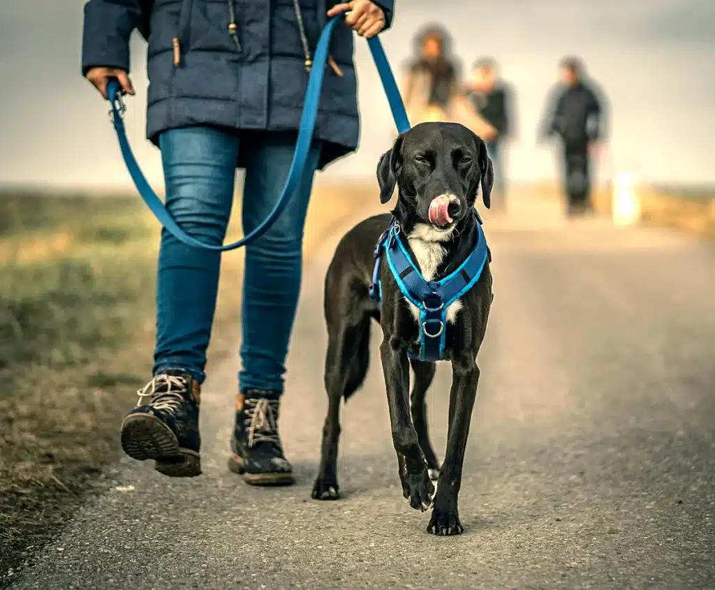 Black dog with a blue harness walking on a leash