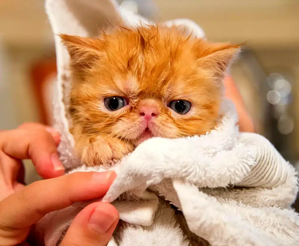 Ginger kitten wrapped in a towel after a bath