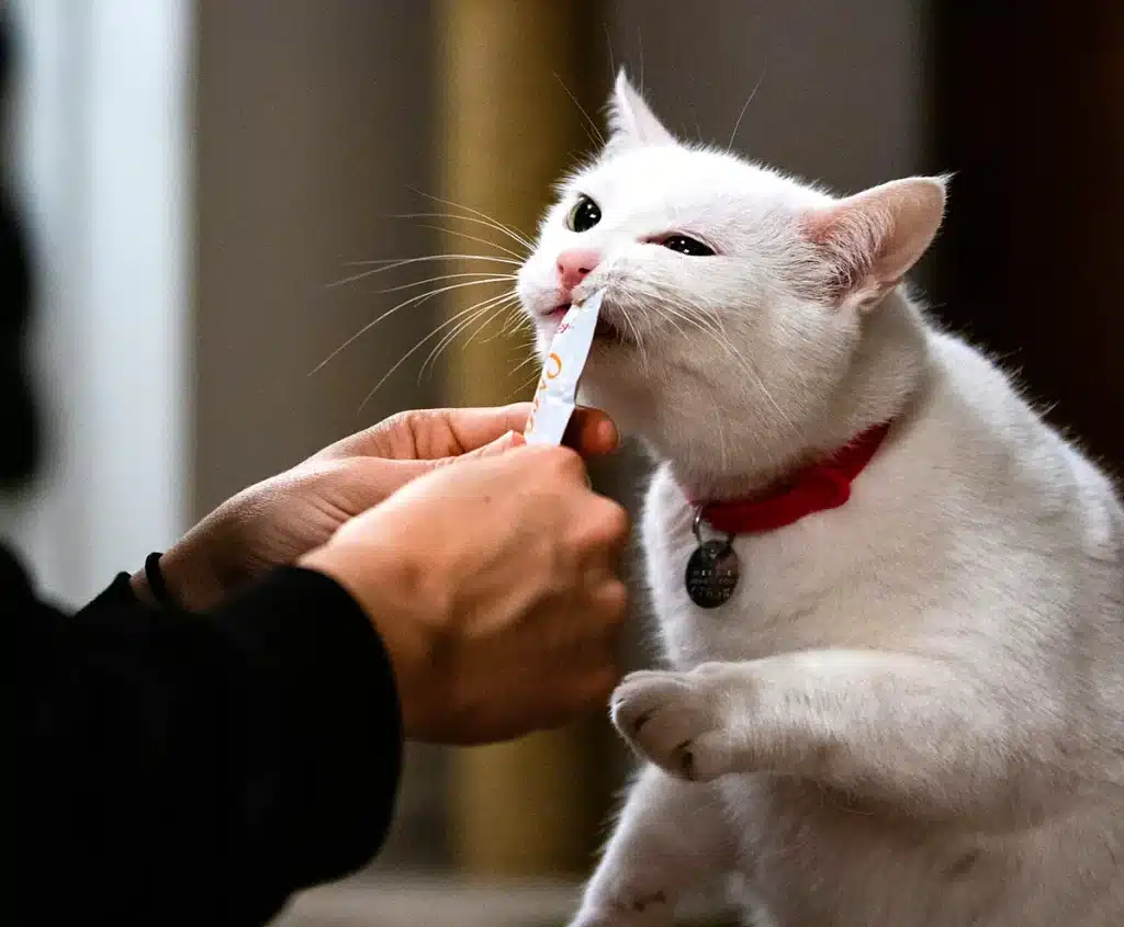 Weiße Katze schleckt einen flüssigen Katzensnack aus der Tube