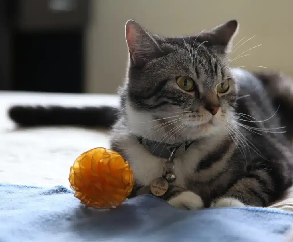 Getigerte Katze liegt neben einem Spielball