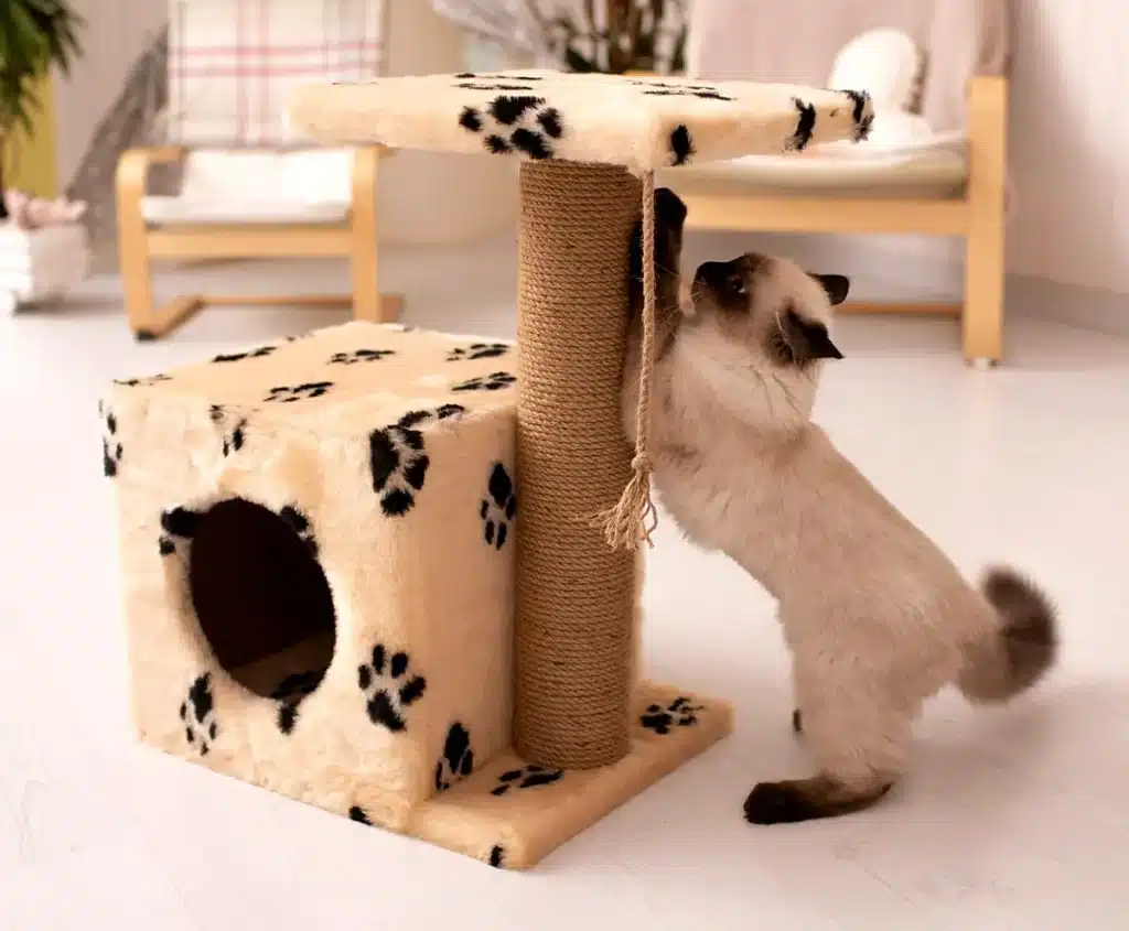 Katze kratzt an einem Kratzbaum mit Höhle