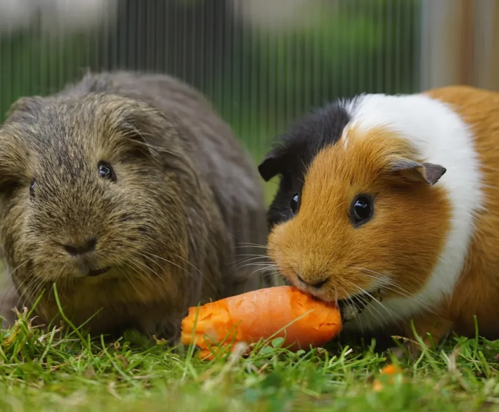 Zwei Meerschweinchen fressen eine Möhre