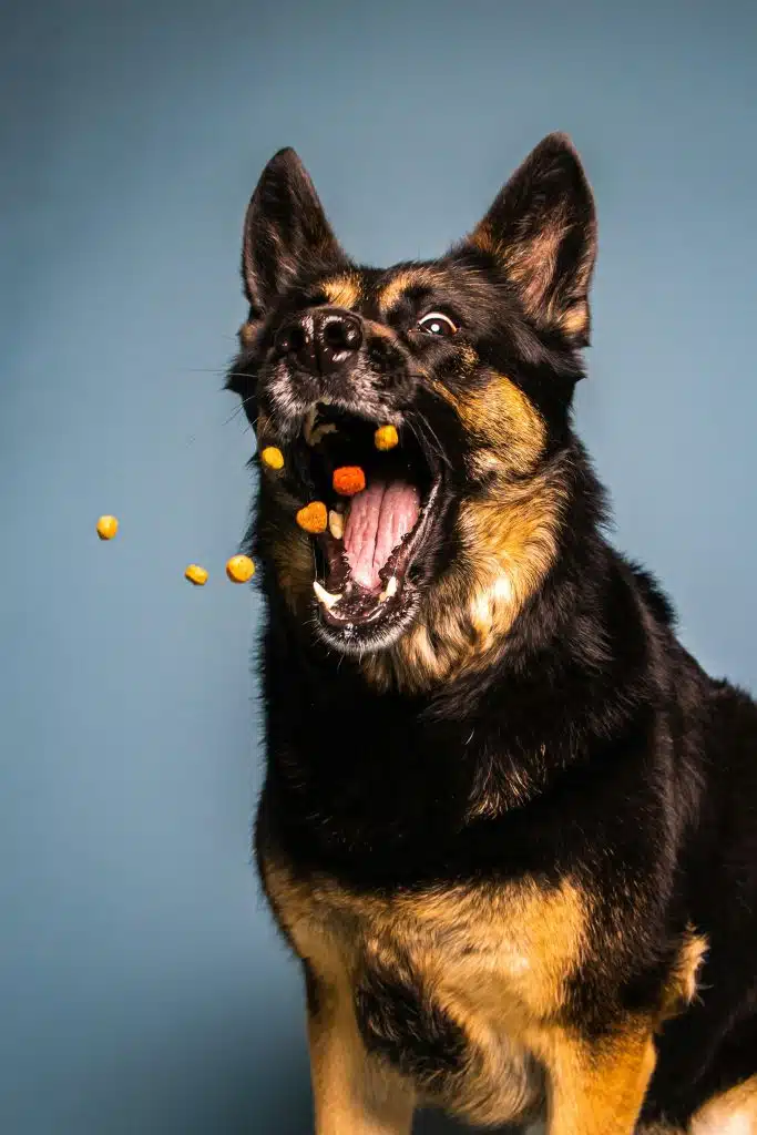 Hund fängt Futter | Promo Codes for Pets
