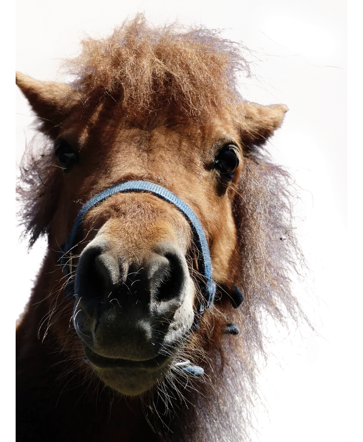 Pony schaut neugierig
