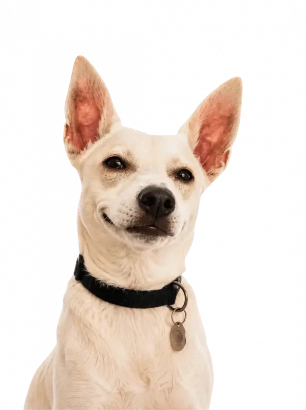 Flicky | Promo Codes for Pets